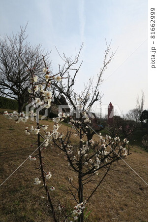 石ケ谷公園~明石の梅林~ 石ケ谷公園~明石の梅林~ 81662999