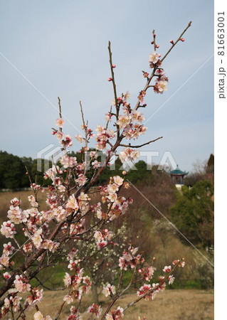 石ケ谷公園～明石の梅林～ 81663001