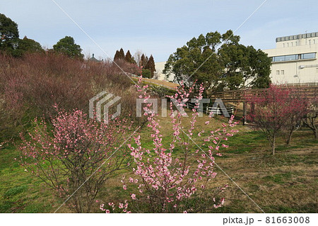 石ケ谷公園~明石の梅林~ 石ケ谷公園~明石の梅林~ 81663008