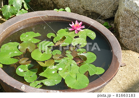 水鉢に咲く赤いスイレンの花 81663183