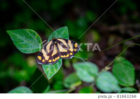 キンモンガ 81663266