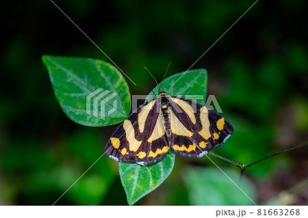 キンモンガ 81663268