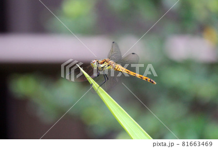 赤トンボの未成熟個体、晩夏のナツアカネ 81663469