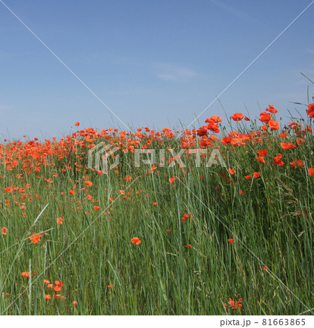 Red poppy flowers in a field on a sunny day. Clear blue sky over a poppy field. Scenery. Red wildflowers. Red poppy flowers in a field on a sunny day. Clear blue sky over a poppy field. Scenery. Red wildflowers. 81663865