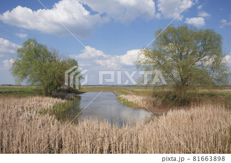 Thickets of dry reeds on the shores of a small lake in sunny weather. A large branchy tree on the shore. Thickets of dry reeds on the shores of a small lake in sunny weather. A large branchy tree on the shore. 81663898