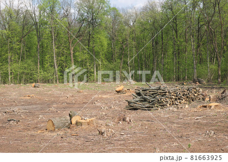 Stacked tree trunks at felling. Forest clearing. Wood harvesting. 81663925