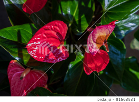 Anthurium is a red heart-shaped flower (Tailflower, Flamingo flower, Laceleaf) in garden. Anthurium is a red heart-shaped flower (Tailflower, Flamingo flower, Laceleaf) in garden. 81663931