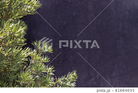 Yew plum pine leaves (Podocarpus macrophyllus). Ornamental plant with beautiful leaves on black background. 81664035