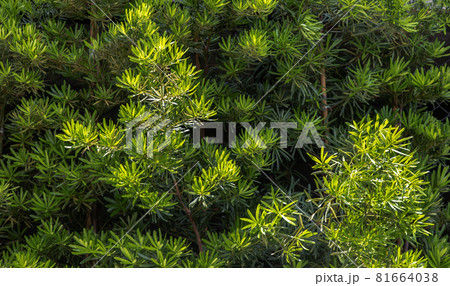 Yew plum pine leaves (Podocarpus macrophyllus). Ornamental plant with beautiful leaves. Yew plum pine leaves (Podocarpus macrophyllus). Ornamental plant with beautiful leaves. 81664038