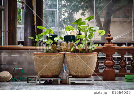 Flowers in pots at at Wat Paknam Bhasicharoen Stupa is a royal temple located in Phasi Charoen district in Bangkok 81664039