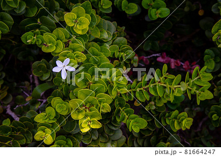 Carissa macrocarpa. white flowers and Green leaves background. Carissa macrocarpa. white flowers and Green leaves background. 81664247