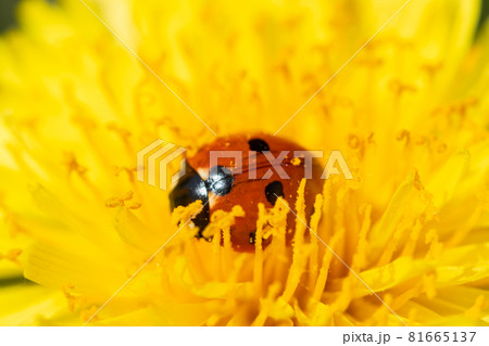Red ladybug on dandelion flower macro close-up 81665137