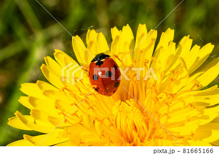 Red ladybug on dandelion flower macro close-up Red ladybug on dandelion flower macro close-up 81665166