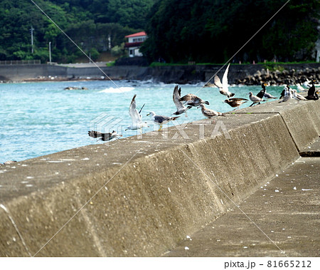 田ノ浦漁港の波止を飛び出すカモメ 田ノ浦漁港の波止を飛び出すカモメ 81665212