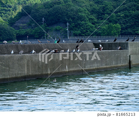 田ノ浦漁港の堤防に整列し並ぶ海鳥たち 田ノ浦漁港の堤防に整列し並ぶ海鳥たち 81665213