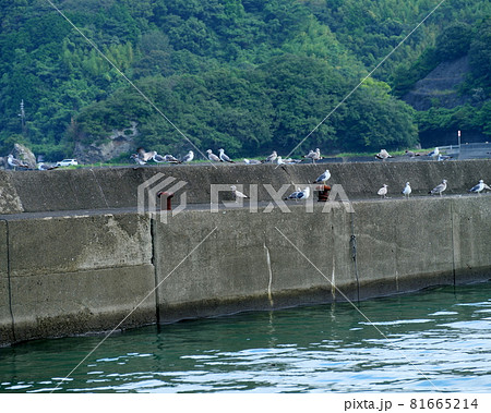 堤防で羽休めするカモメたち 堤防で羽休めするカモメたち 81665214