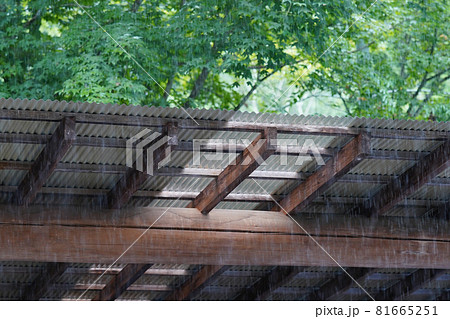 夏の雨 81665251