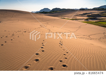 《鳥取県》鳥取砂丘・風紋の造形美 《鳥取県》鳥取砂丘・風紋の造形美 81665474