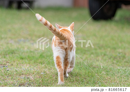 Back View Of A Cat Brown White Cat Stock Photo