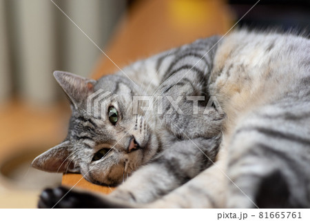構ってほしそうな猫 サバトラ猫 構ってほしそうな猫 サバトラ猫 81665761
