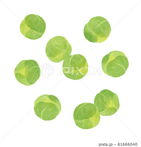 芽キャベツの手描きイラスト 81666040