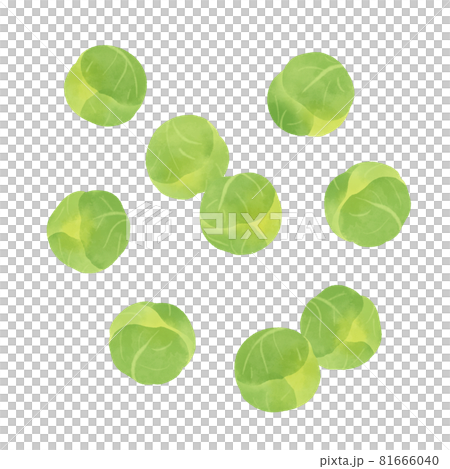 抱子甘藍的手繪插圖 81666040