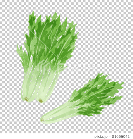 水菜的手繪插圖 81666041
