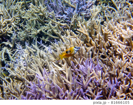 沖縄バラス島でのシュノーケリング 沖縄バラス島でのシュノーケリング 81666105