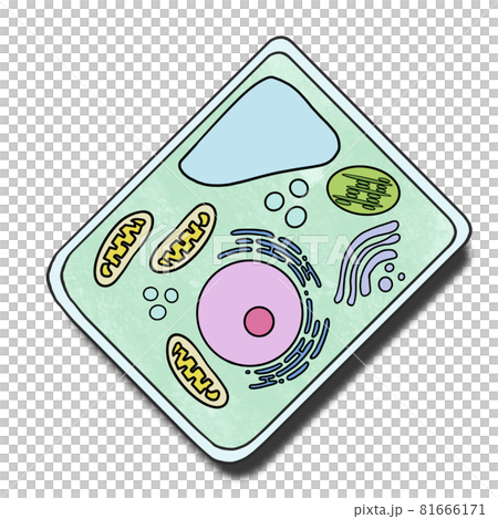 Image illustration of plant cells 81666171