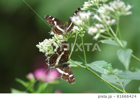 二羽の可憐なサカハチチョウ(夏型) 二羽の可憐なサカハチチョウ(夏型) 81666424