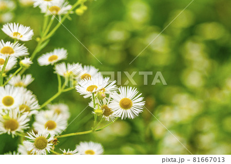 White chamomiles on green grass background White chamomiles on green grass background 81667013