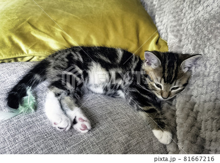 Sleeping Norwegian Forest (Norsk skogkatt or skaukatt) baby cat Sleeping Norwegian Forest (Norsk skogkatt or skaukatt) baby cat 81667216