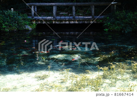 名もなき池 関市 岐阜県 観光地 インスタ映え 絶景 根道神社 風景 コイ 鯉 スイレン 睡蓮 名もなき池 関市 岐阜県 観光地 インスタ映え 絶景 根道神社 風景 コイ 鯉 スイレン 睡蓮 81667414