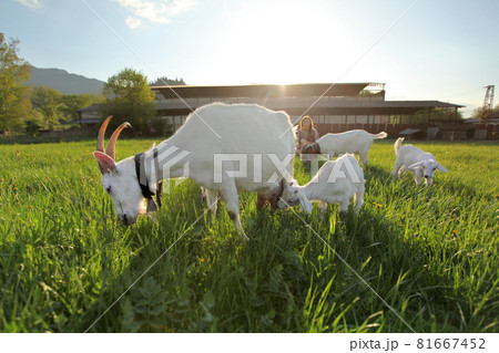 Mother goat and kids grazing on green meadow, wide angle photo with backlight sun setting over farm in background 81667452
