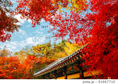 Bulguksa temple with autumn leaves in Gyeongju, Korea 81667710