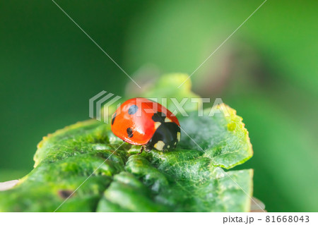 Red ladybug on a green leaf in the garden Red ladybug on a green leaf in the garden 81668043