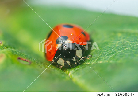 Red ladybug on a green leaf in the garden Red ladybug on a green leaf in the garden 81668047