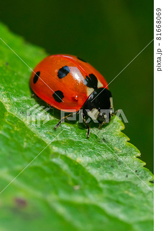 Red ladybug on a green leaf in the garden Red ladybug on a green leaf in the garden 81668069
