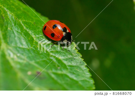 Red ladybug on a green leaf in the garden 81668070