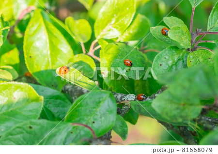 Red ladybugs on a green leaves in the garden Red ladybugs on a green leaves in the garden 81668079