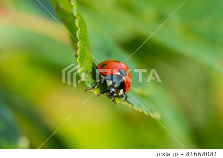 Red ladybug on a green leaf in the garden 81668081