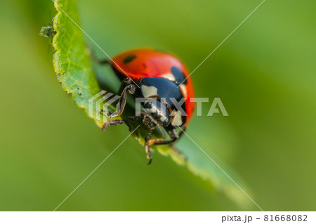 Red ladybug on a green leaf in the garden 81668082
