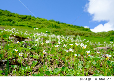 日本一美しい山岳紅葉で知られる花の百名山「栗駒山」を代表する花、ヒナザクラ（雛桜） 81668127