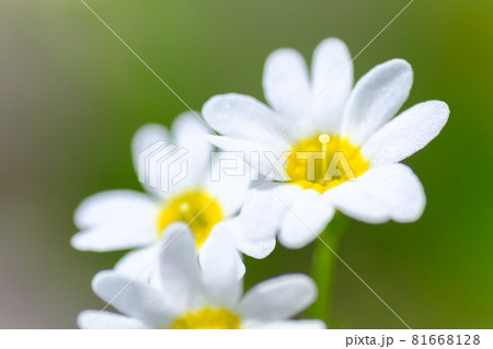 日本一美しい山岳紅葉で知られる花の百名山「栗駒山」を代表する花、ヒナザクラ（雛桜） 81668128