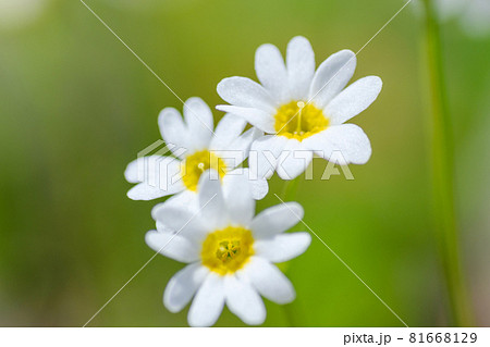 日本一美しい山岳紅葉で知られる花の百名山「栗駒山」を代表する花、ヒナザクラ（雛桜） 81668129