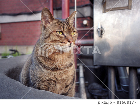 東京駅丸の内南口にいた野良猫 東京都千代田区丸の内 1999年 81668177
