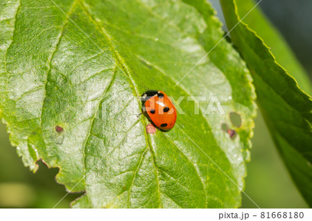 Red ladybug on a green leaf in the garden 81668180