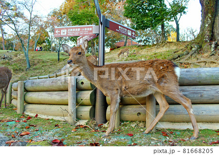 【奈良】秋の奈良公園　浮見堂の近くで佇む鹿 81668205