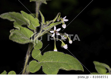 ヒヨドリジョウゴ ヒヨドリジョウゴ 81668551