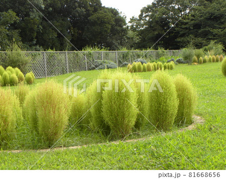 三陽フラワーミュージアムのもう直ぐ色づくコキア 81668656